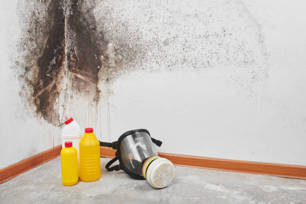 Professional Mold Removal in Highland Park, MI